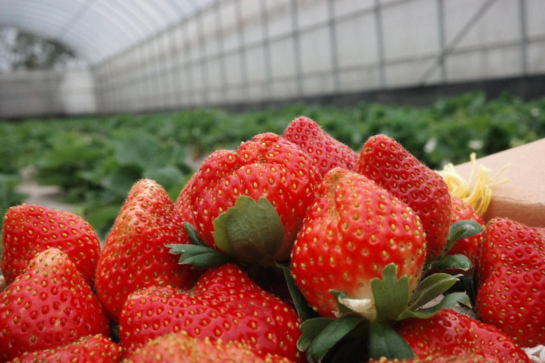 Organic Strawberries and Hidden Pesticides (image credits: unsplash)