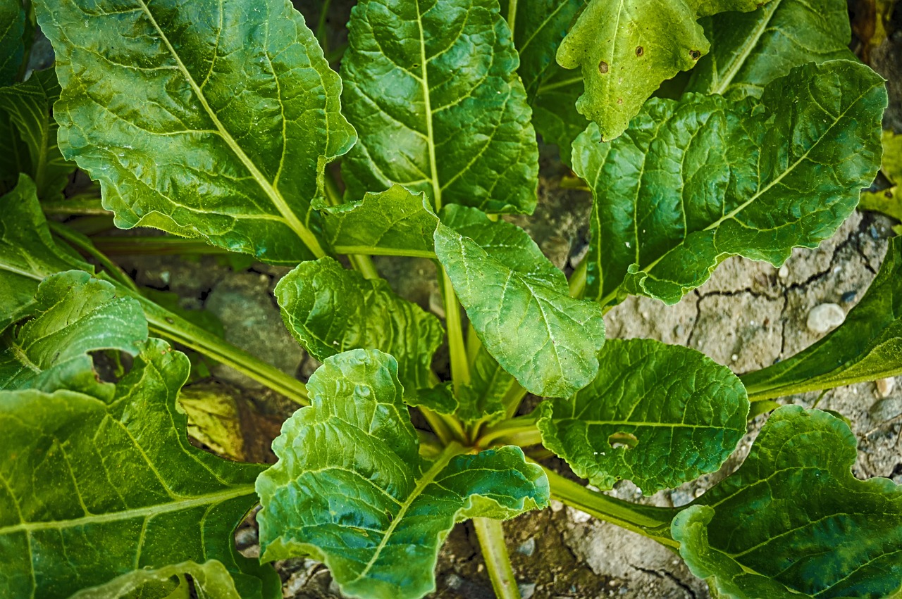 Spinach: A Leafy Green Powerhouse (image credits: pixabay)