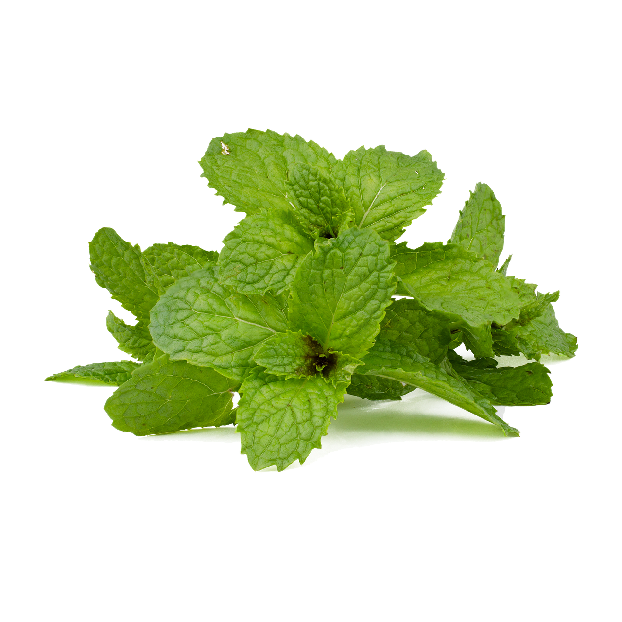 Peppermint (image credits: pixabay)