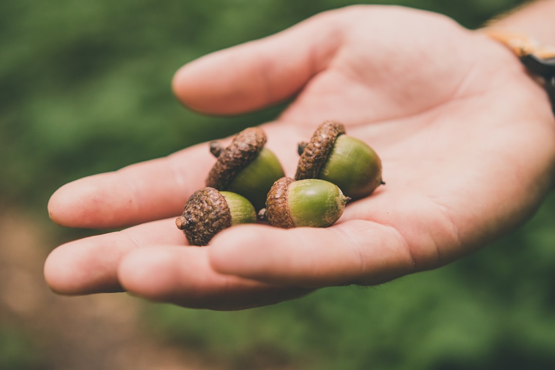 Acorns as a Nut Substitute (image credits: unsplash)