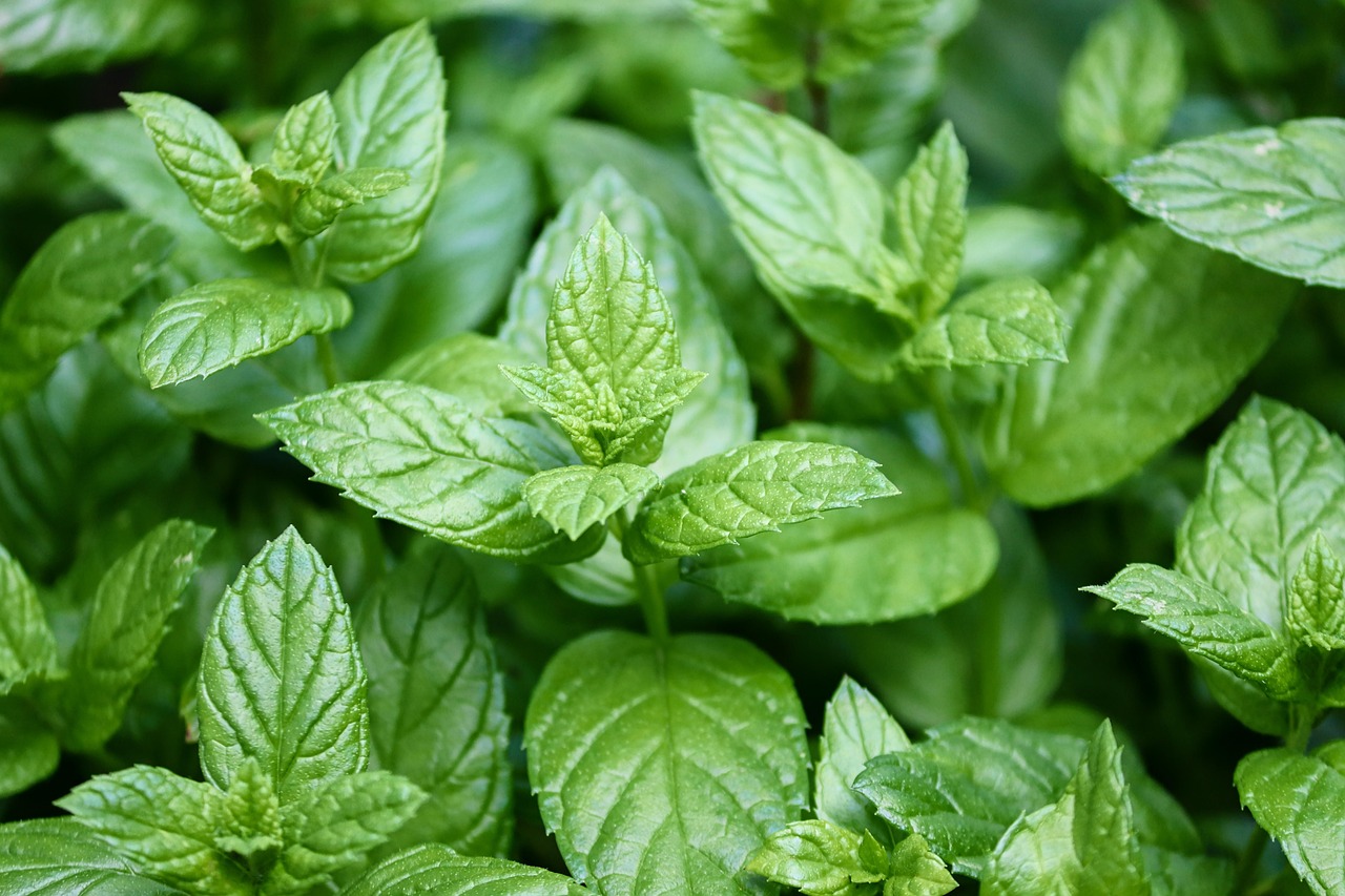 Peppermint: A Natural Antispasmodic (image credits: pixabay)
