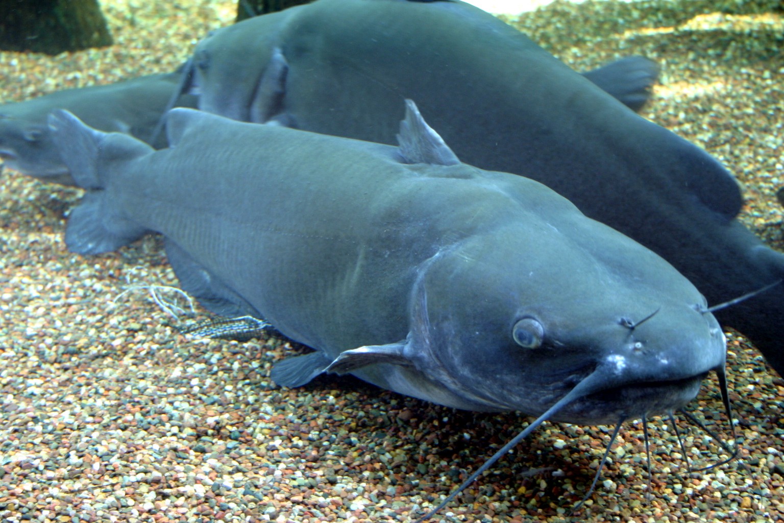 Channel Catfish - The All-Weather Provider (image credits: wikimedia)