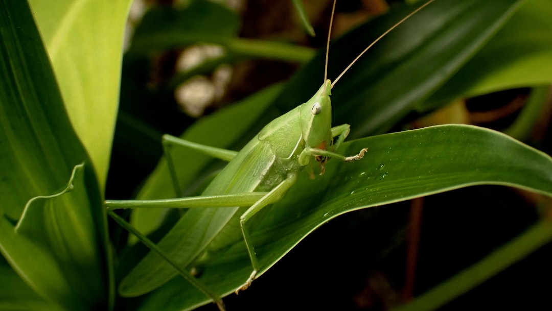 Einstein's Grasshopper Snacks (image credits: unsplash)