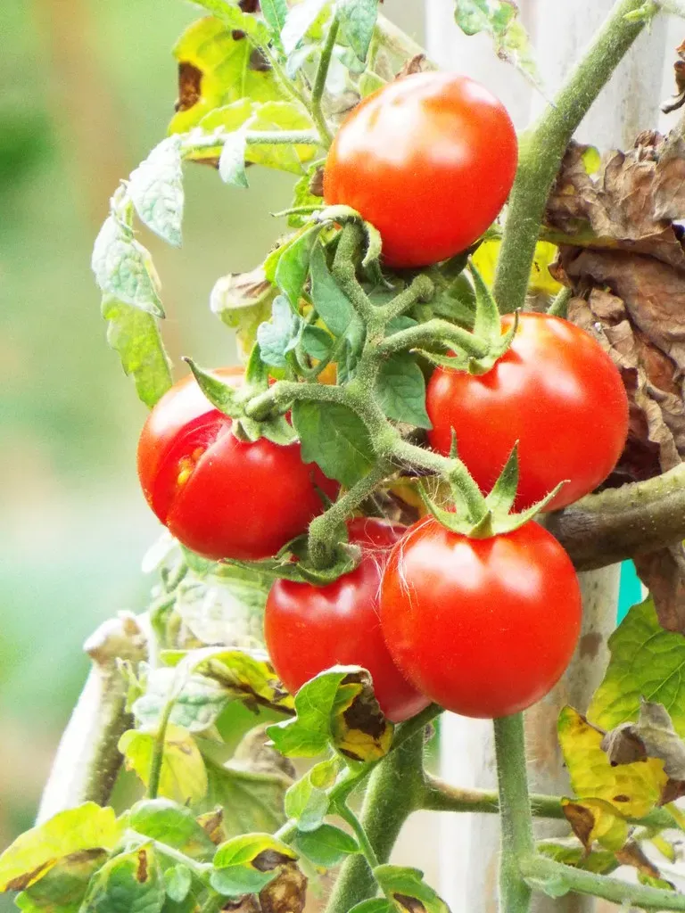 Follow the Money: Why Growers Are Making the Switch (Image Credits: Flickr)