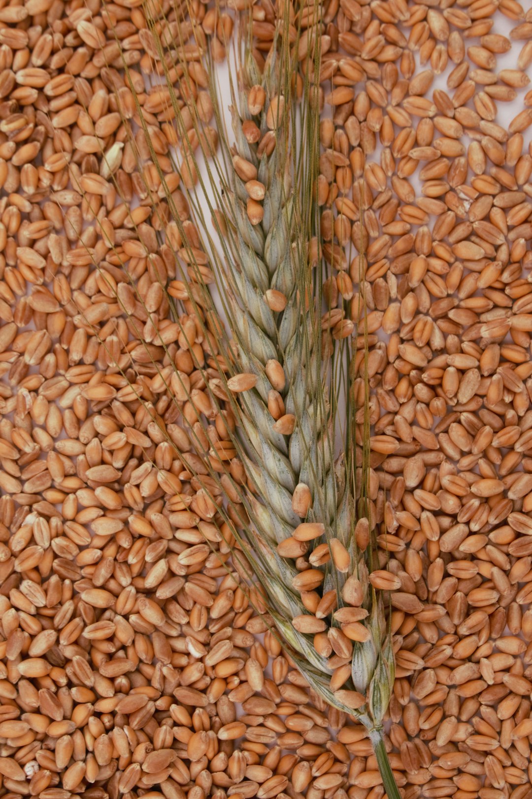 Whole Wheat: The Foundation of Western Grains (image credits: unsplash)
