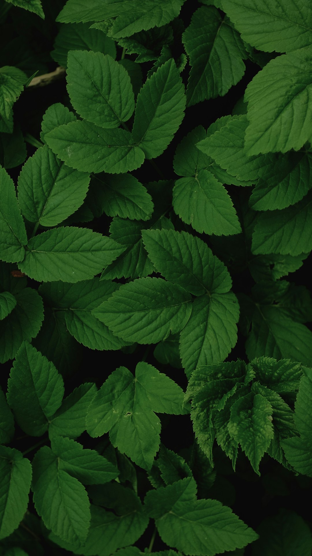Dark Leafy Greens Pack Arterial Protection (image credits: unsplash)