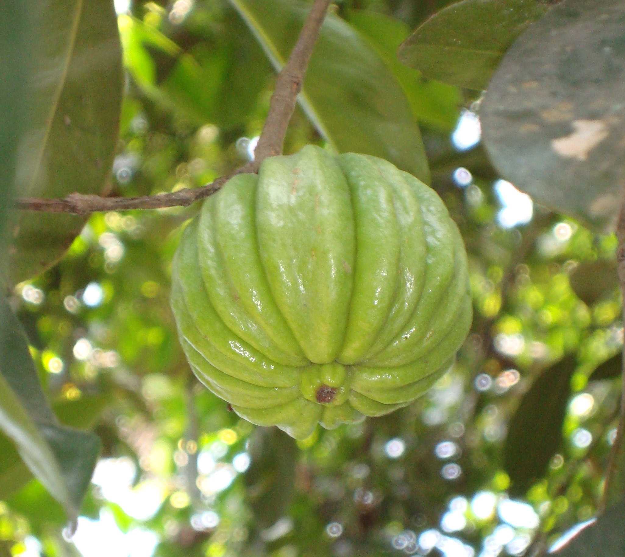 Garcinia Cambogia (image credits: wikimedia)