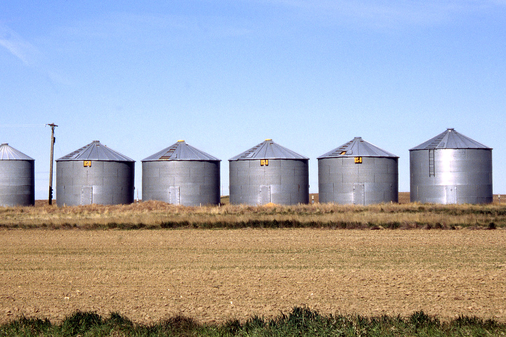 Teff: Ethiopia's Grain with Modern Storage Needs (image credits: flickr)