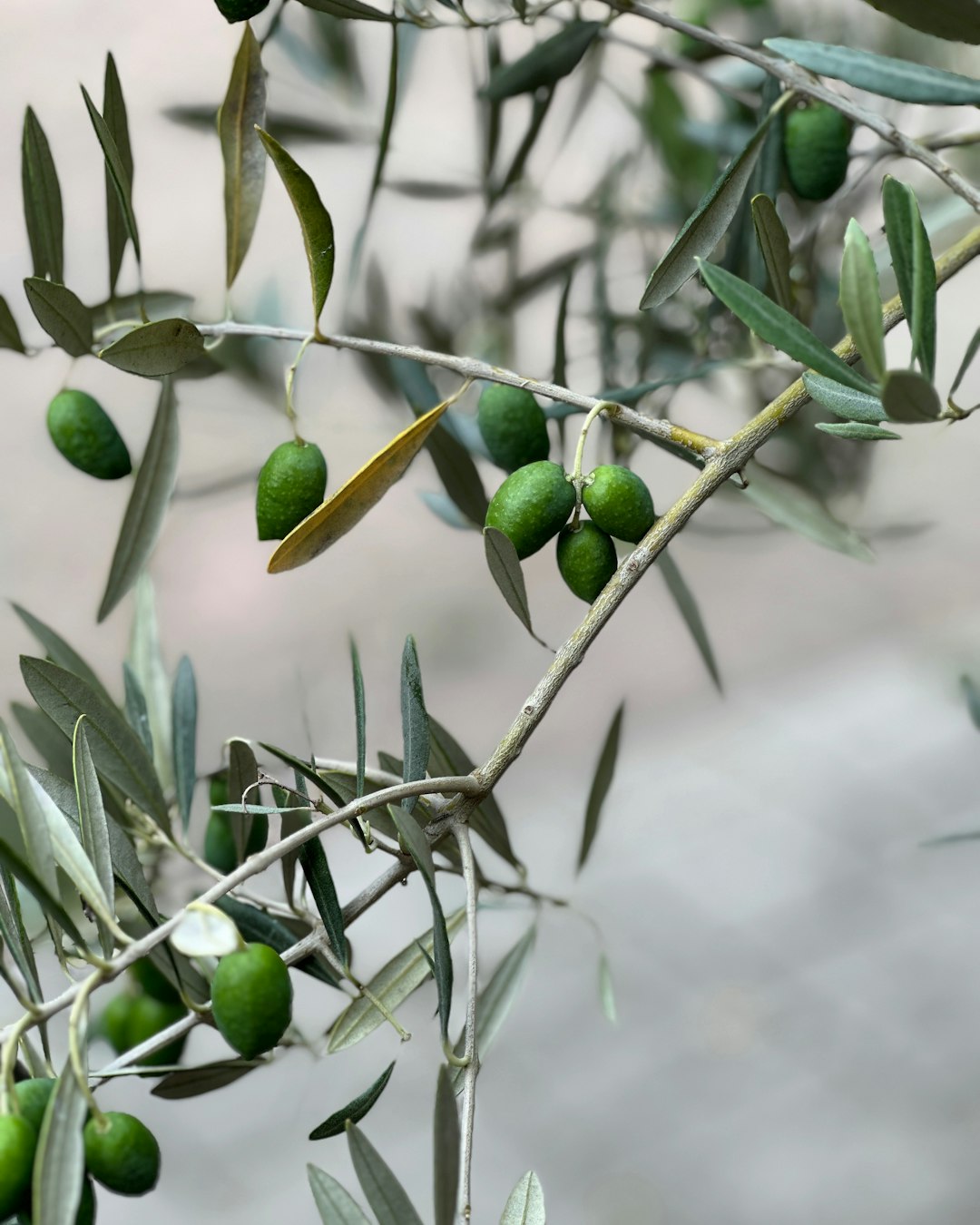 Why Climate Change Is Increasing Fraud Risks (image credits: unsplash)