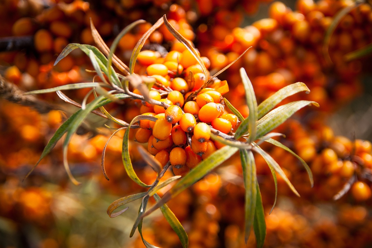 Sea Buckthorn: Bright Berries with a Punch (image credits: pixabay)