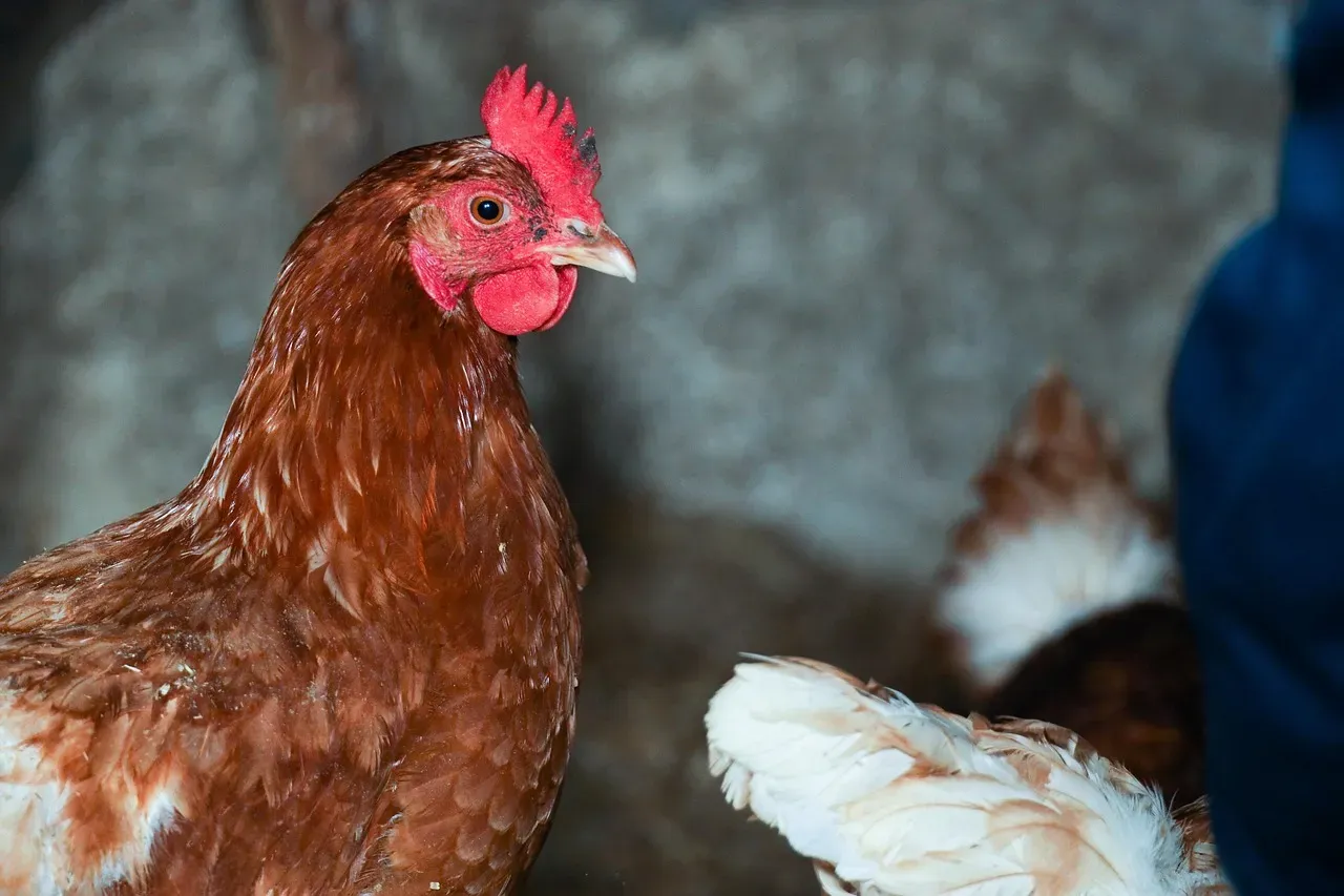 Food Safety Concerns and Recent Recalls (Image Credits: Pixabay)