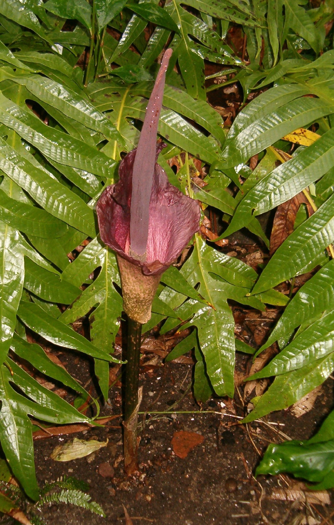 Glucomannan (image credits: wikimedia)