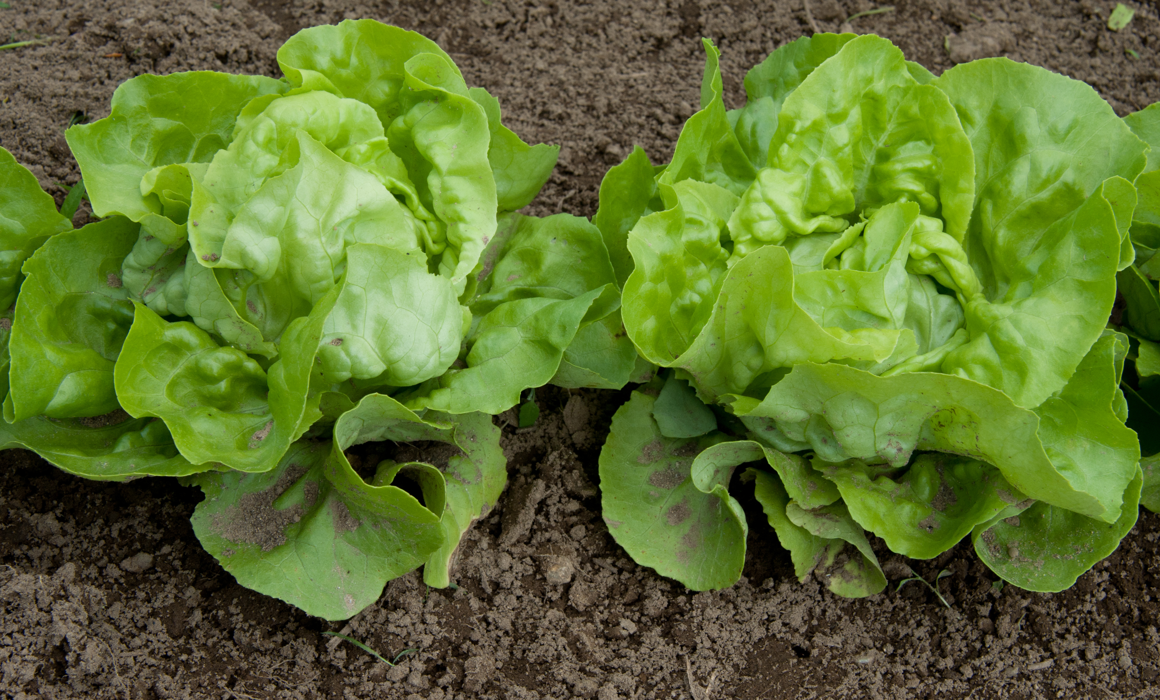 Lettuce and Greens Go From Fresh to Funky (image credits: wikimedia)