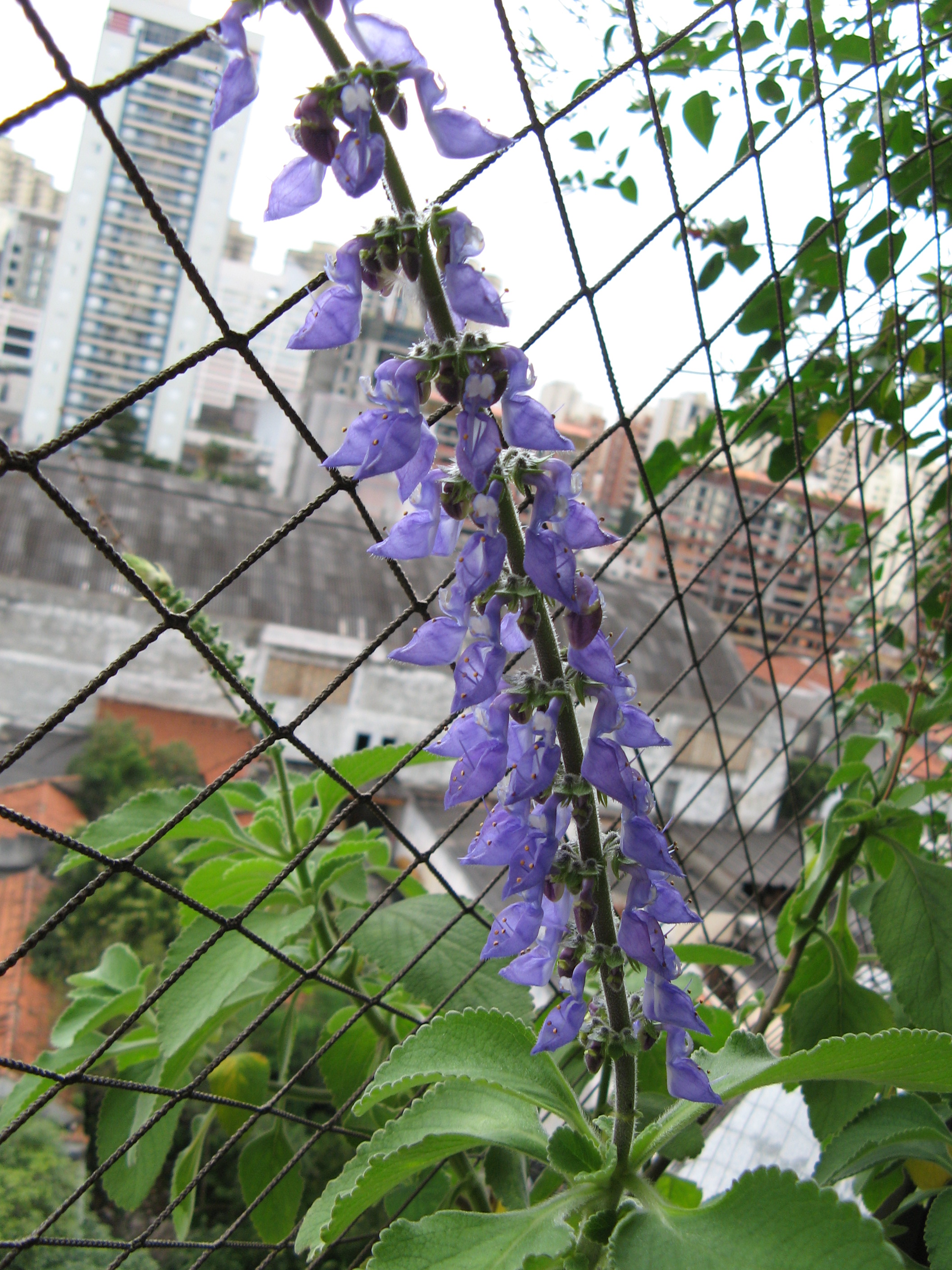 Forskolin (image credits: wikimedia)