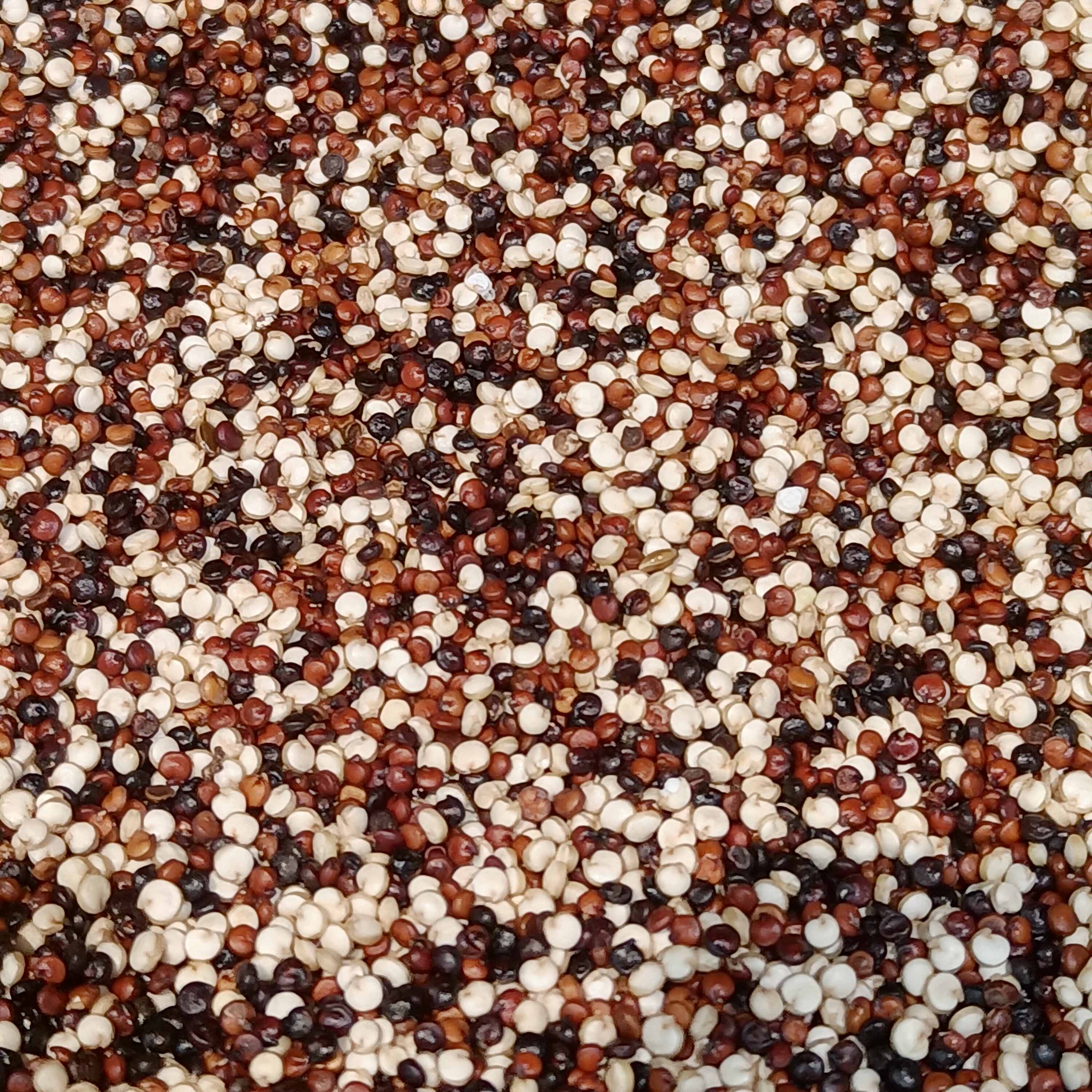 Quinoa’s Meteoric Rise: A Seed Takes the World by Storm (image credits: wikimedia)