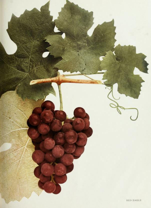 Grapes: Sweet Spheres of Cardiovascular Protection (image credits: wikimedia)
