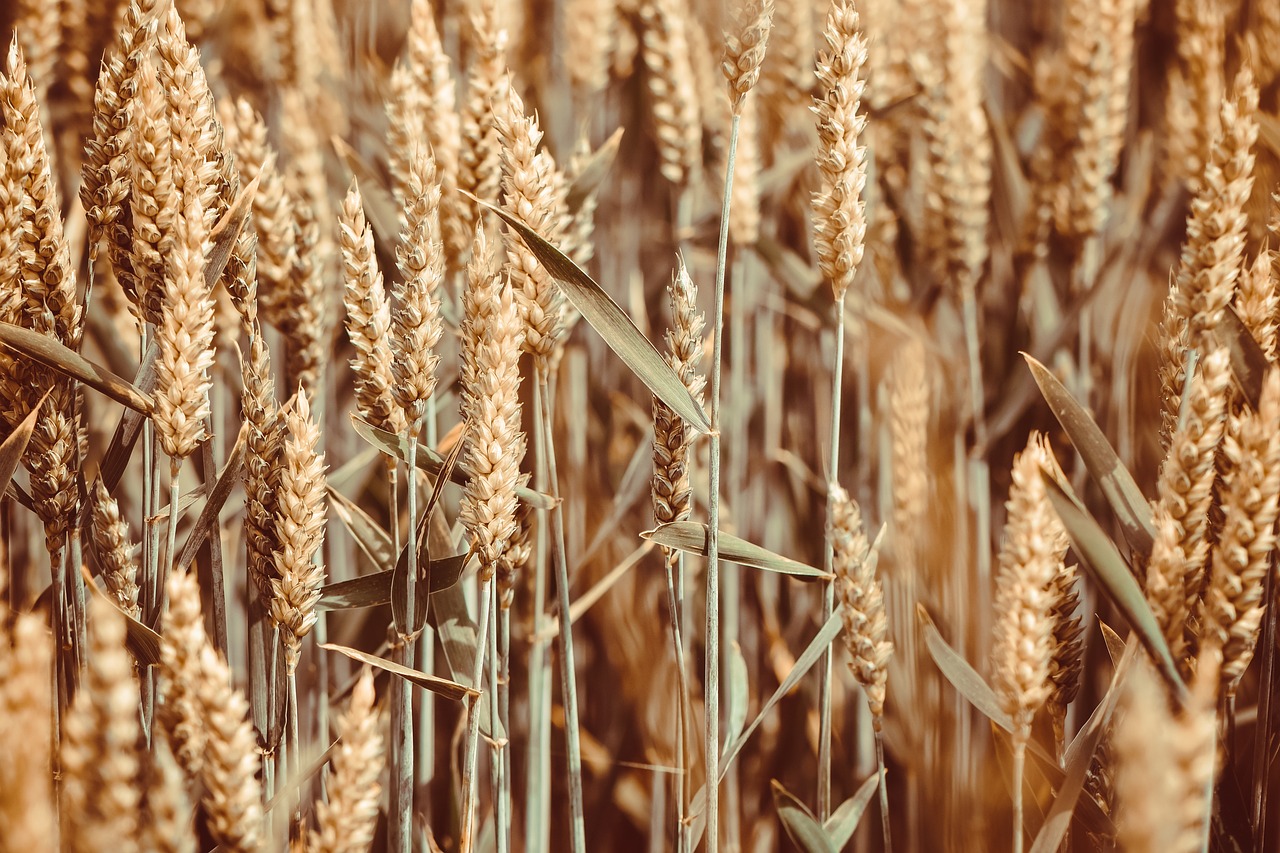 Wheat: A Global Staple Feeling the Heat (image credits: pixabay)