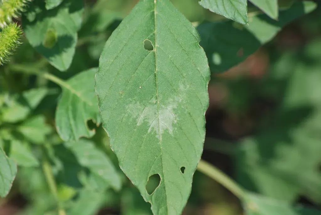 3. Amaranth Leaves - The Ancient Grain's Leafy Green Secret (UDel Carvel REC, Flickr, CC BY 2.0)