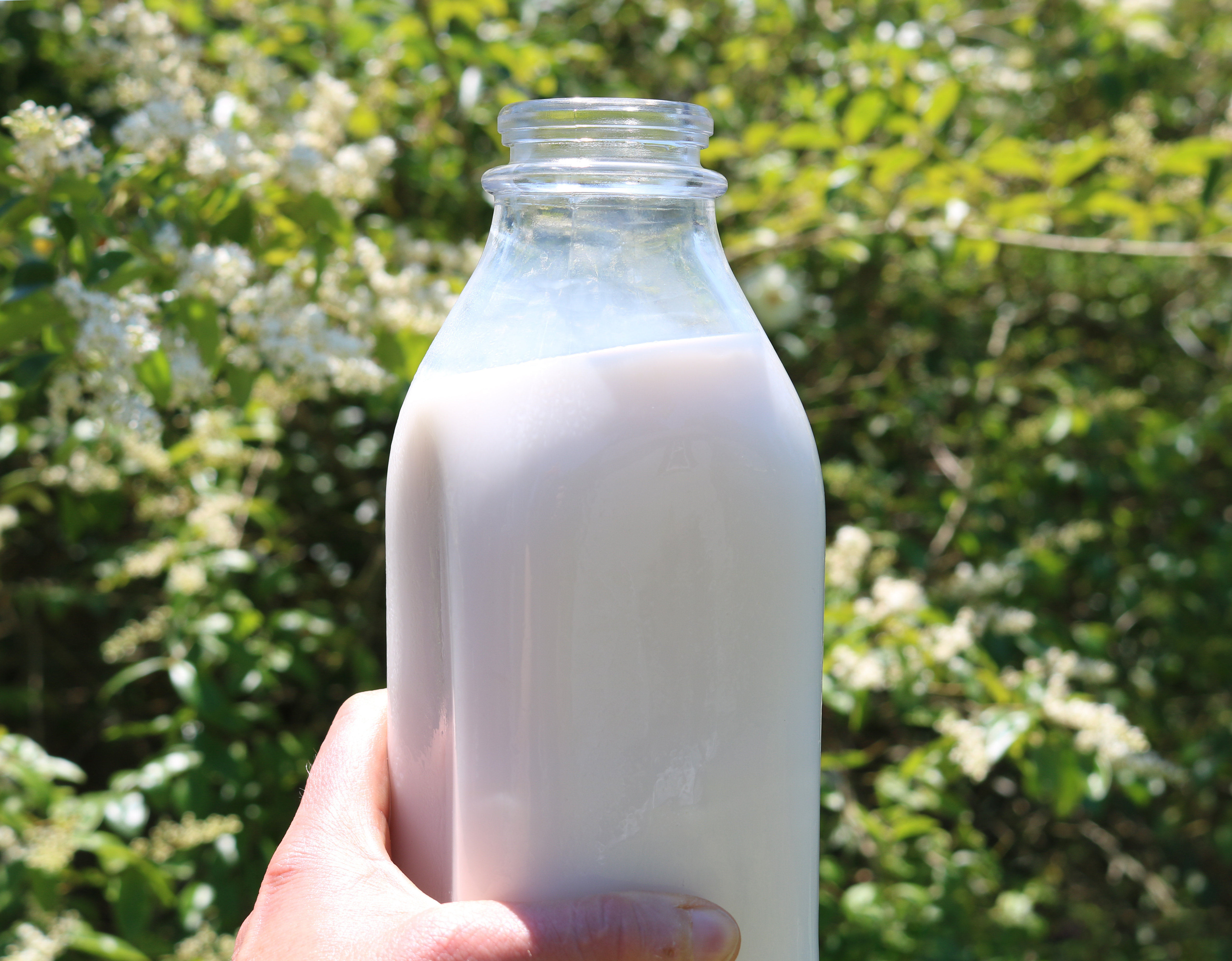 Unpasteurized Dairy Products (image credits: wikimedia)