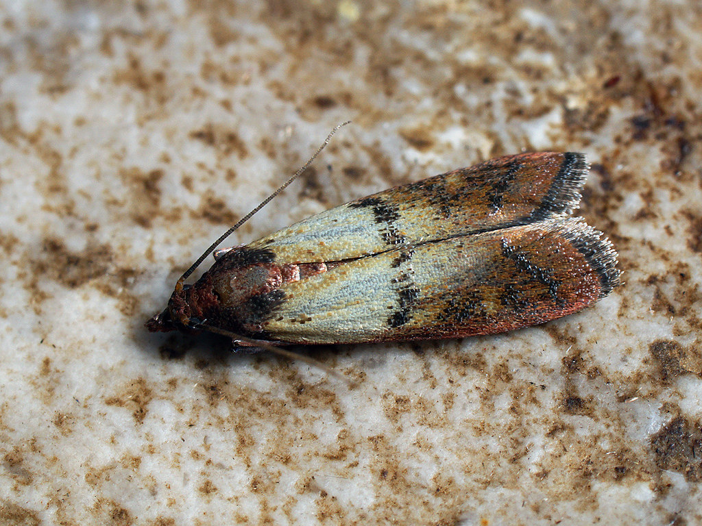 Indian Meal Moths Leave Webbing Throughout Your Spaghetti (image credits: flickr)