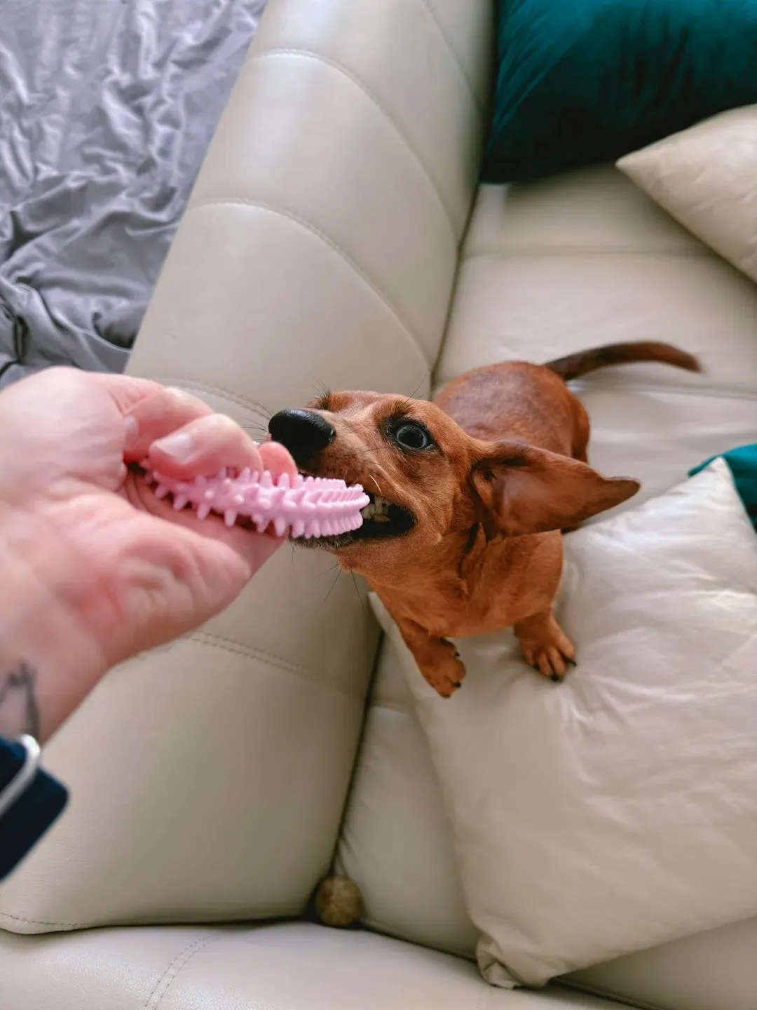 Greenies and Dental Chews (Image Credits: Unsplash)