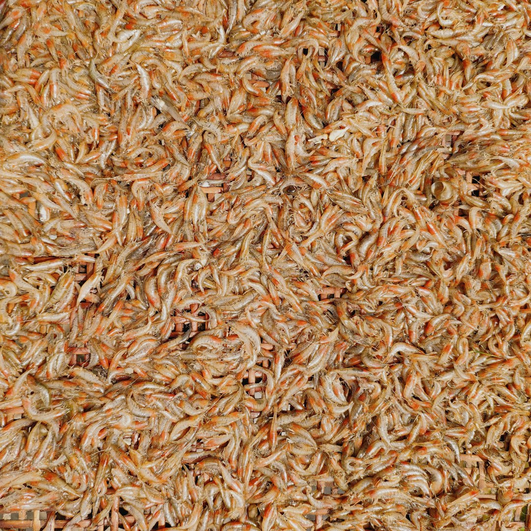 Shredded Wheat: Few Ingredients, Big Benefits (image credits: unsplash)