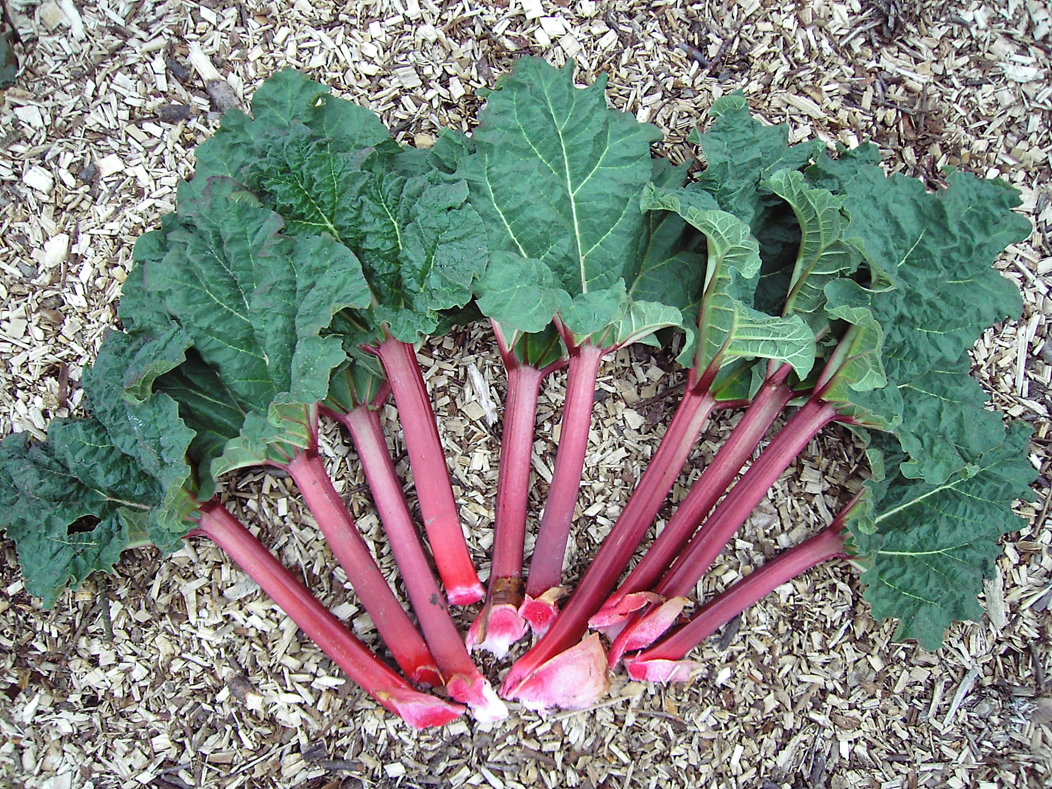 Rhubarb Leaves During World War I (Image Credits: Wikimedia)