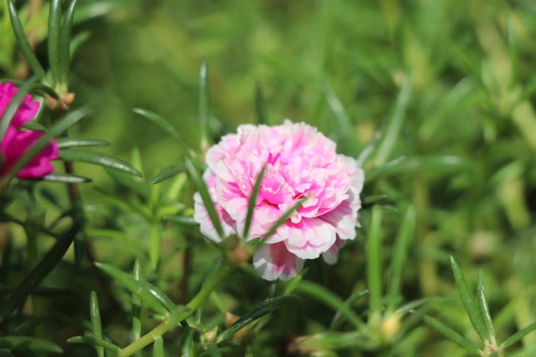 Purslane: The Wild Green Wonder (image credits: unsplash)