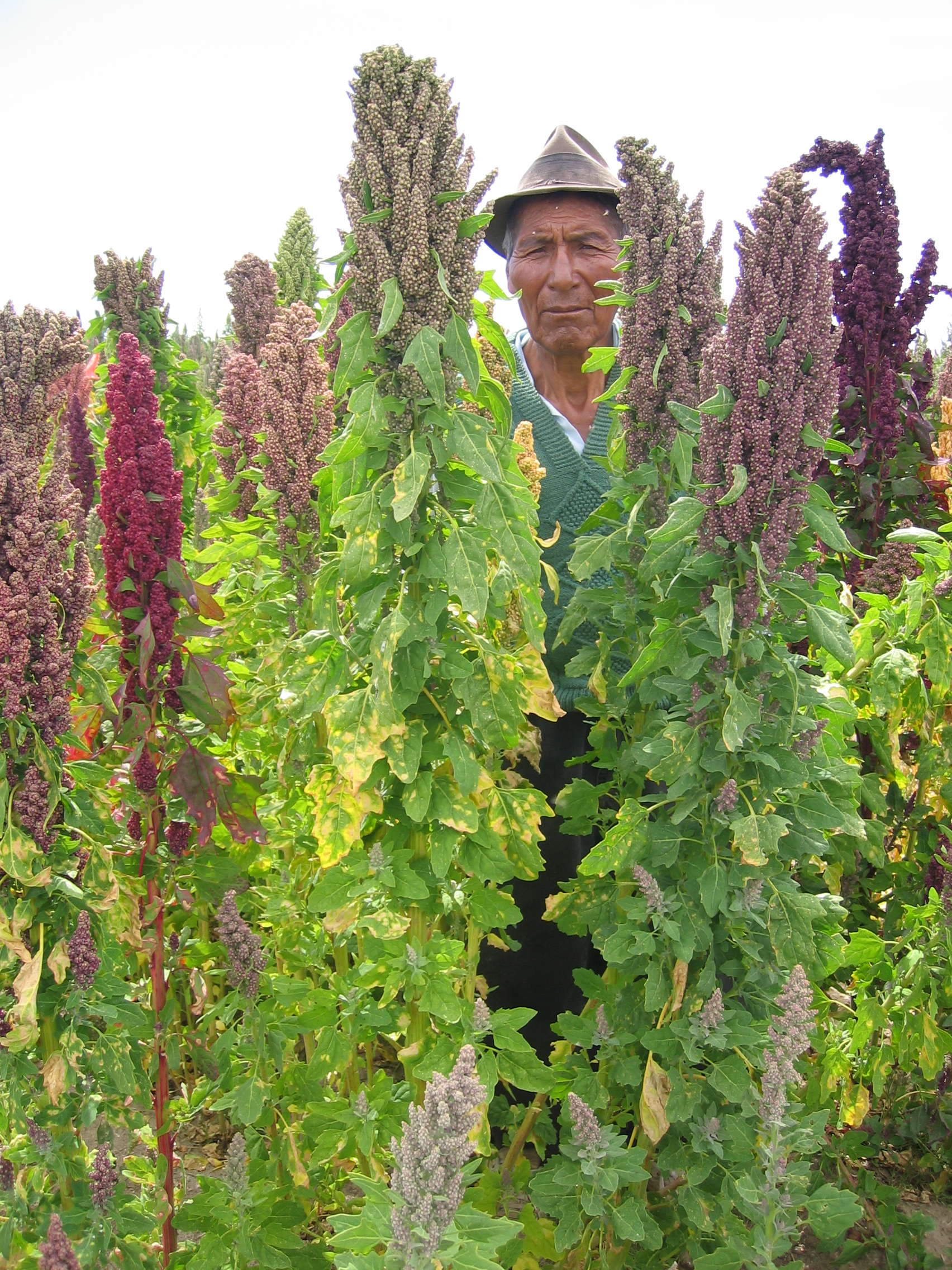 Quinoa (image credits: wikimedia)