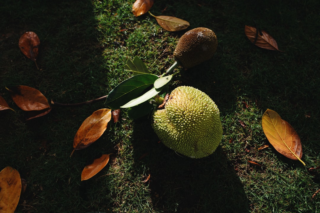Why Durian Beats Expensive Materials (image credits: unsplash)