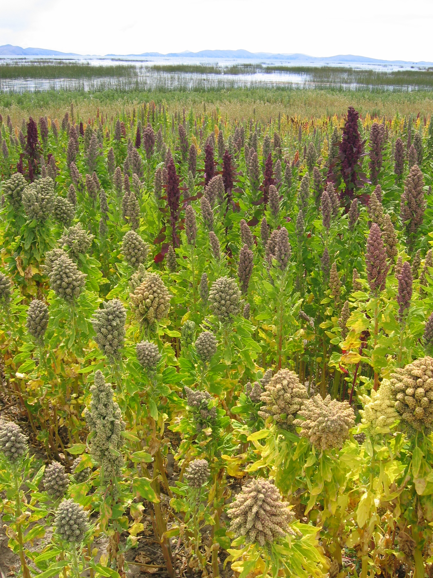 Quinoa: The Ancient Grain (image credits: wikimedia)