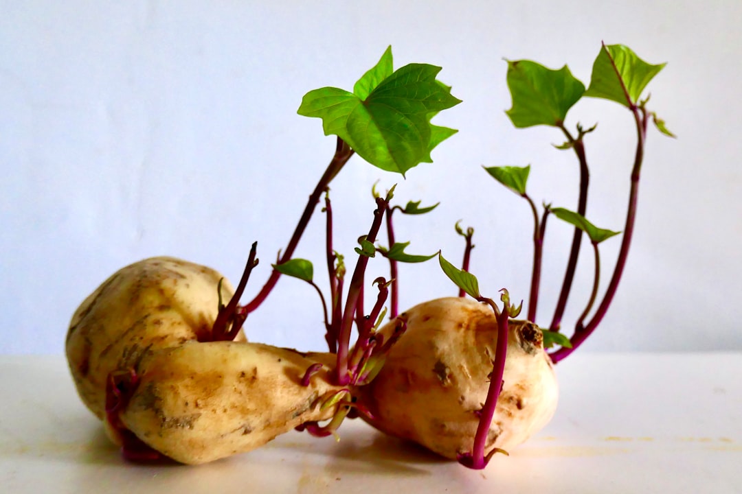Potatoes: The Sprouting Disasters (image credits: unsplash)