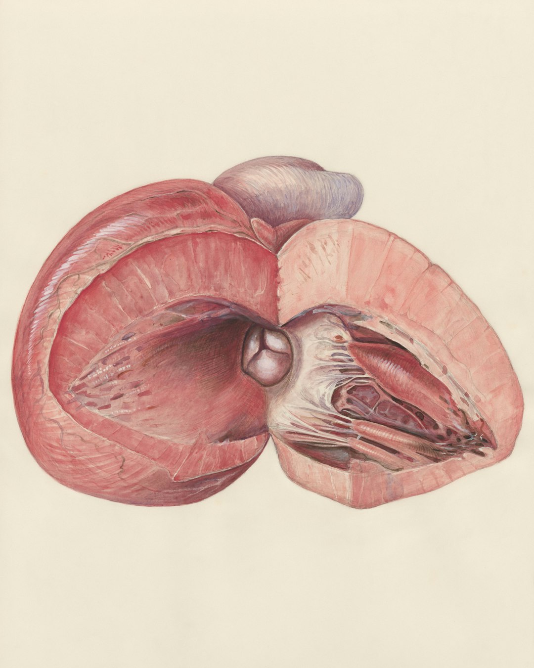 Kidney Health: Should You Worry? (image credits: unsplash)