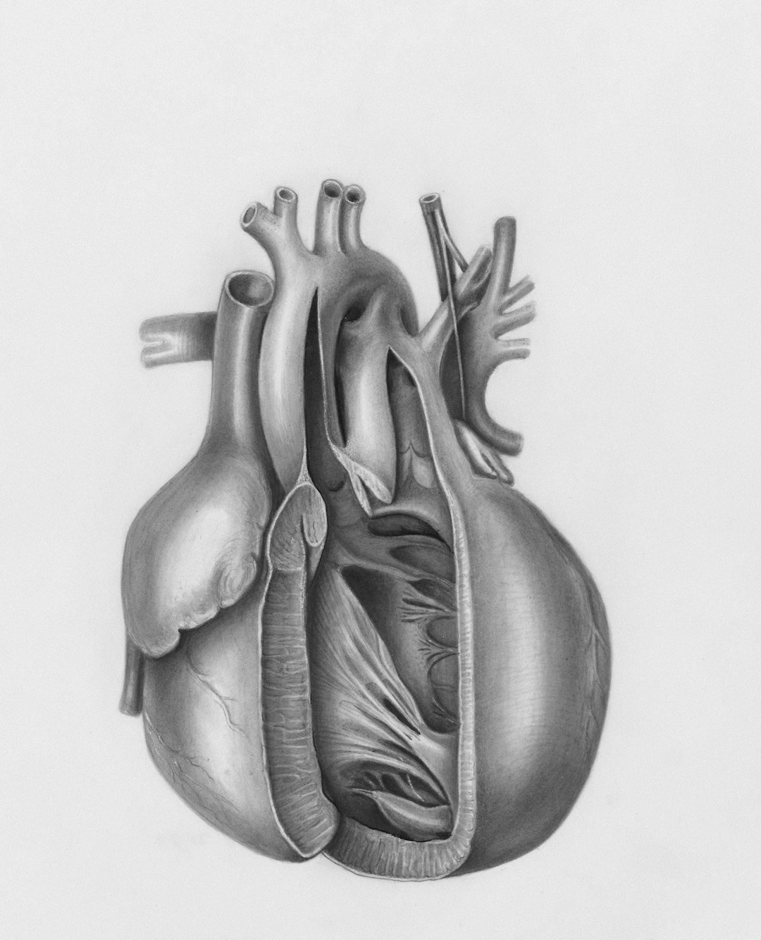 Heart Rhythm Chaos: When Your Ticker Goes Off Beat (image credits: unsplash)