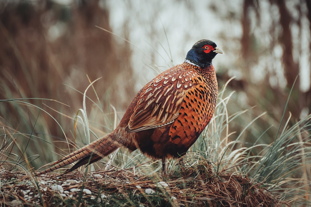 Pheasant: The Aristocrat of Poultry (image credits: unsplash)