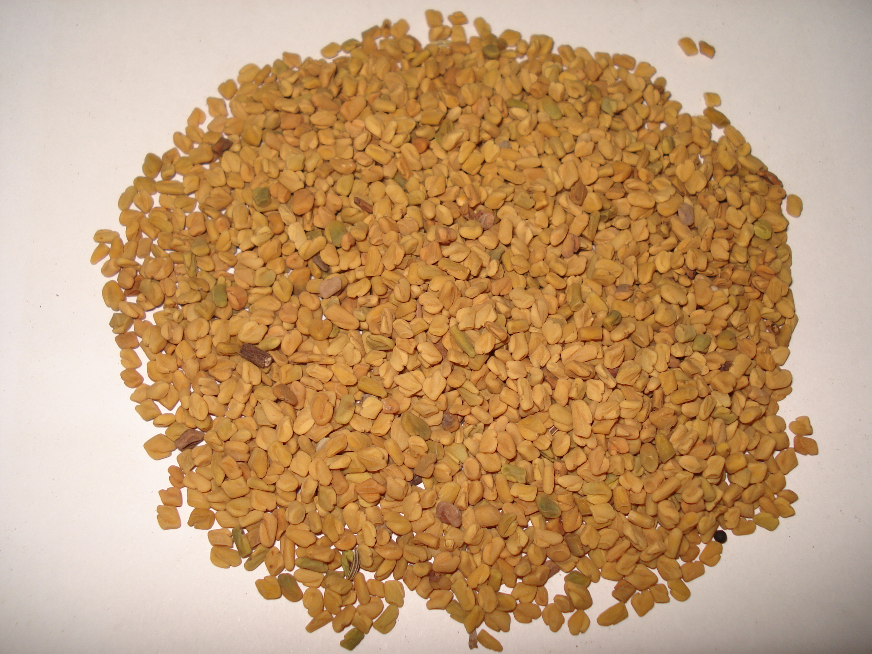 Fenugreek (image credits: wikimedia)
