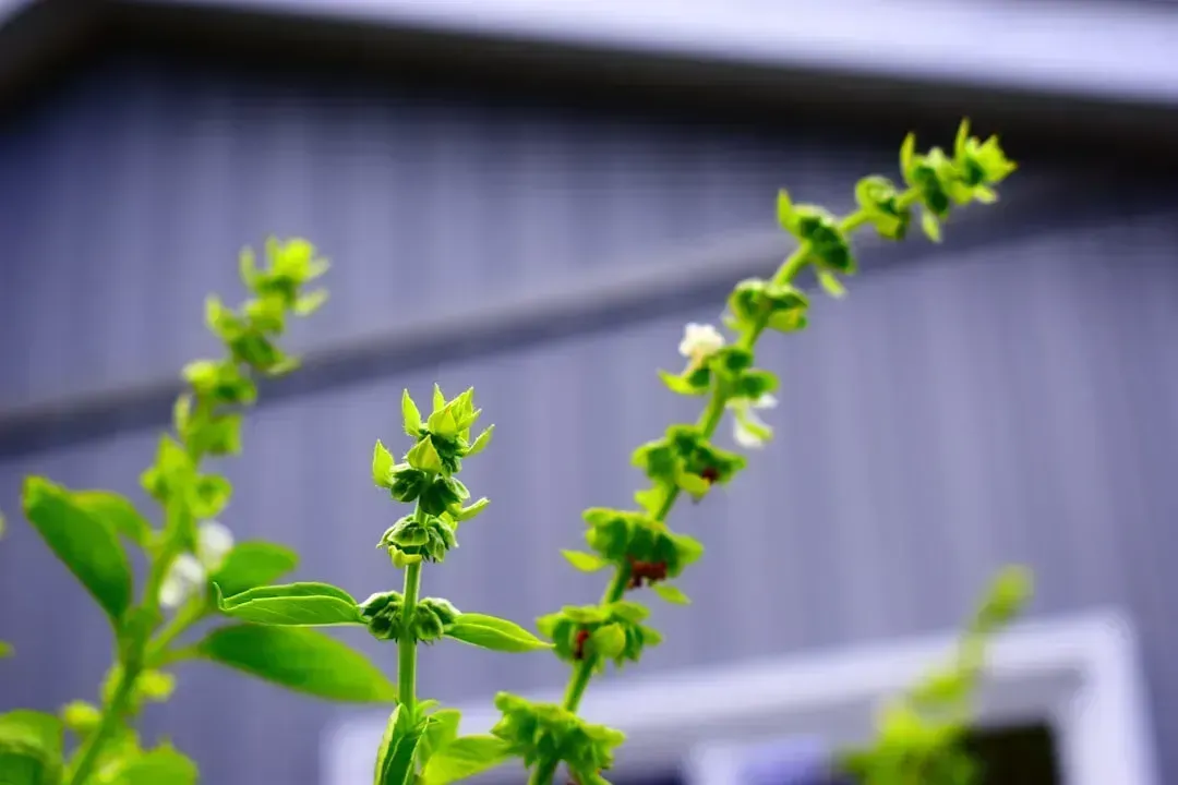 Herb Stems (Image Credits: Unsplash)