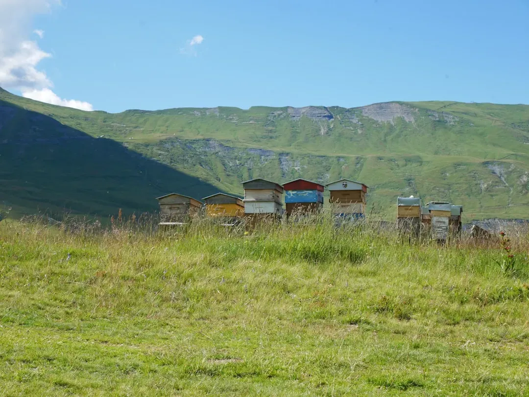 The Altitude Factor: Why Where the Bee Forages Changes Everything (Image Credits: Unsplash)