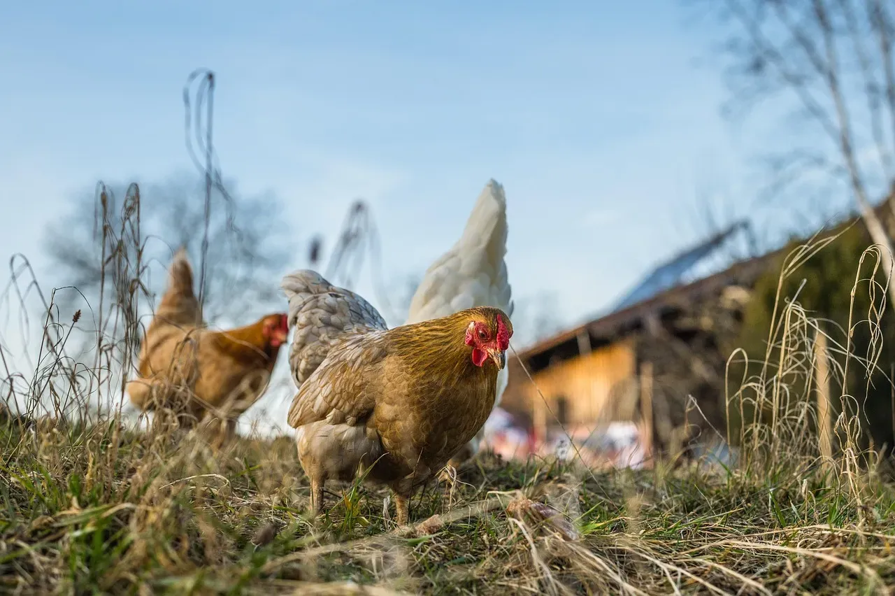 The Backyard Chicken Boom: A Pandemic-Era Story (Image Credits: Pixabay)