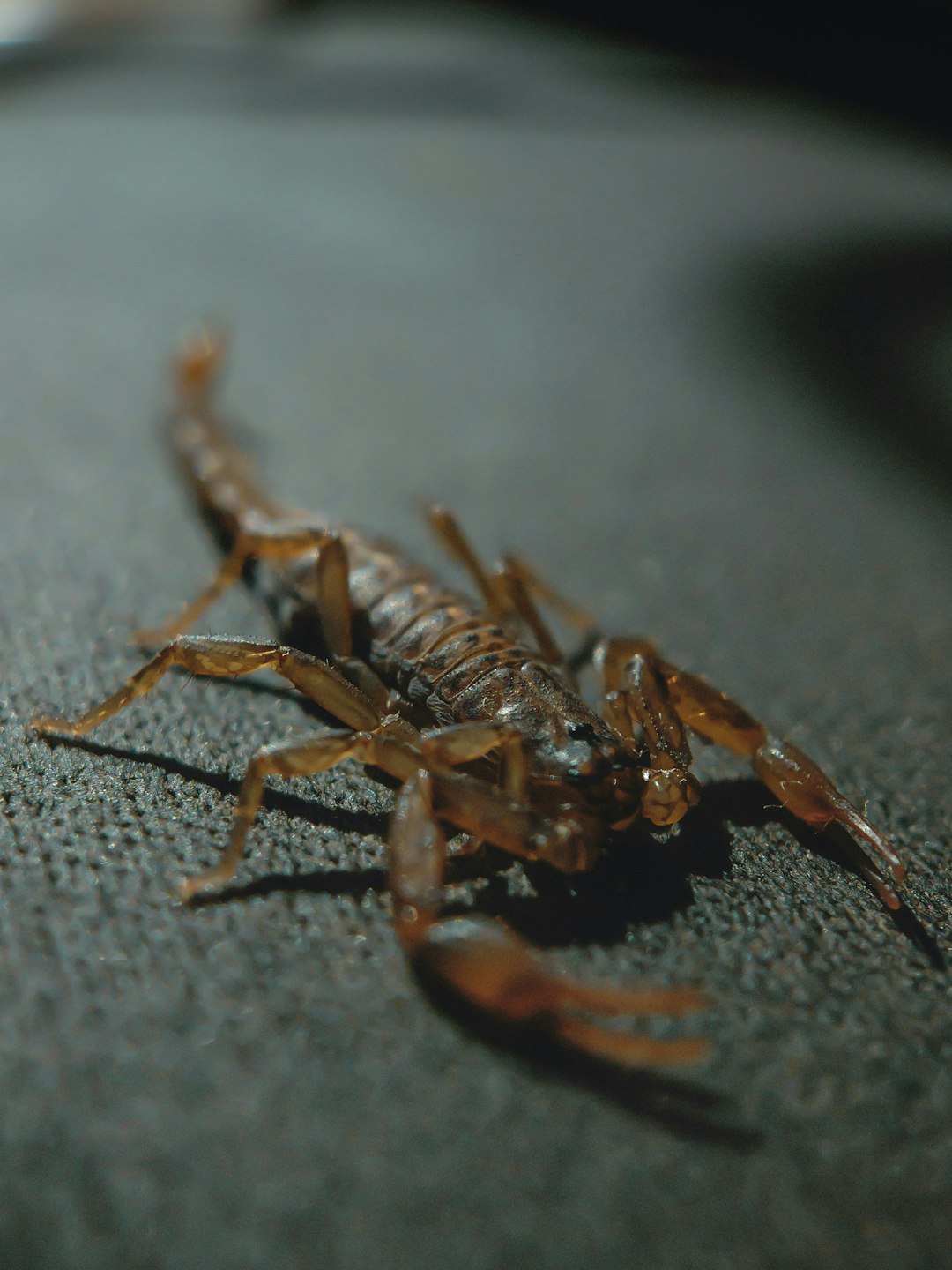 Scorpion Skewers (image credits: unsplash)