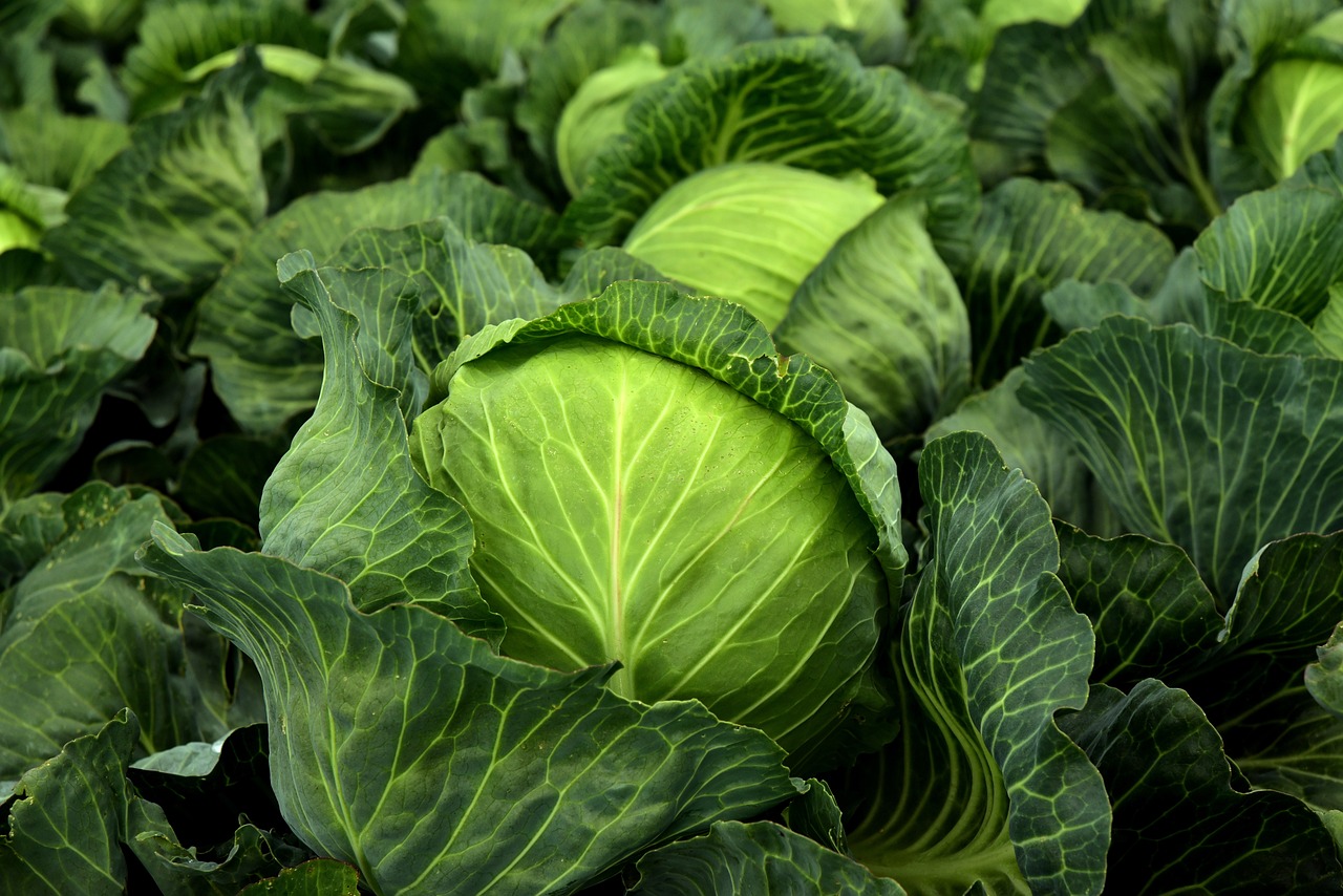 Cabbage (image credits: pixabay)