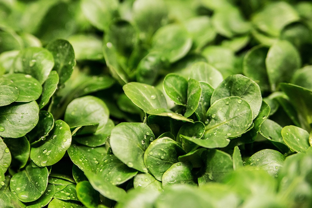 3. Leafy Green Salads with Dressing (image credits: pixabay)