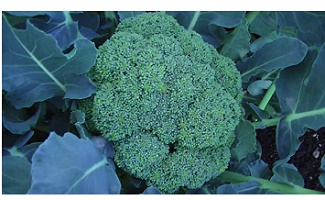 Broccoli - The Protein Surprise (image credits: wikimedia)