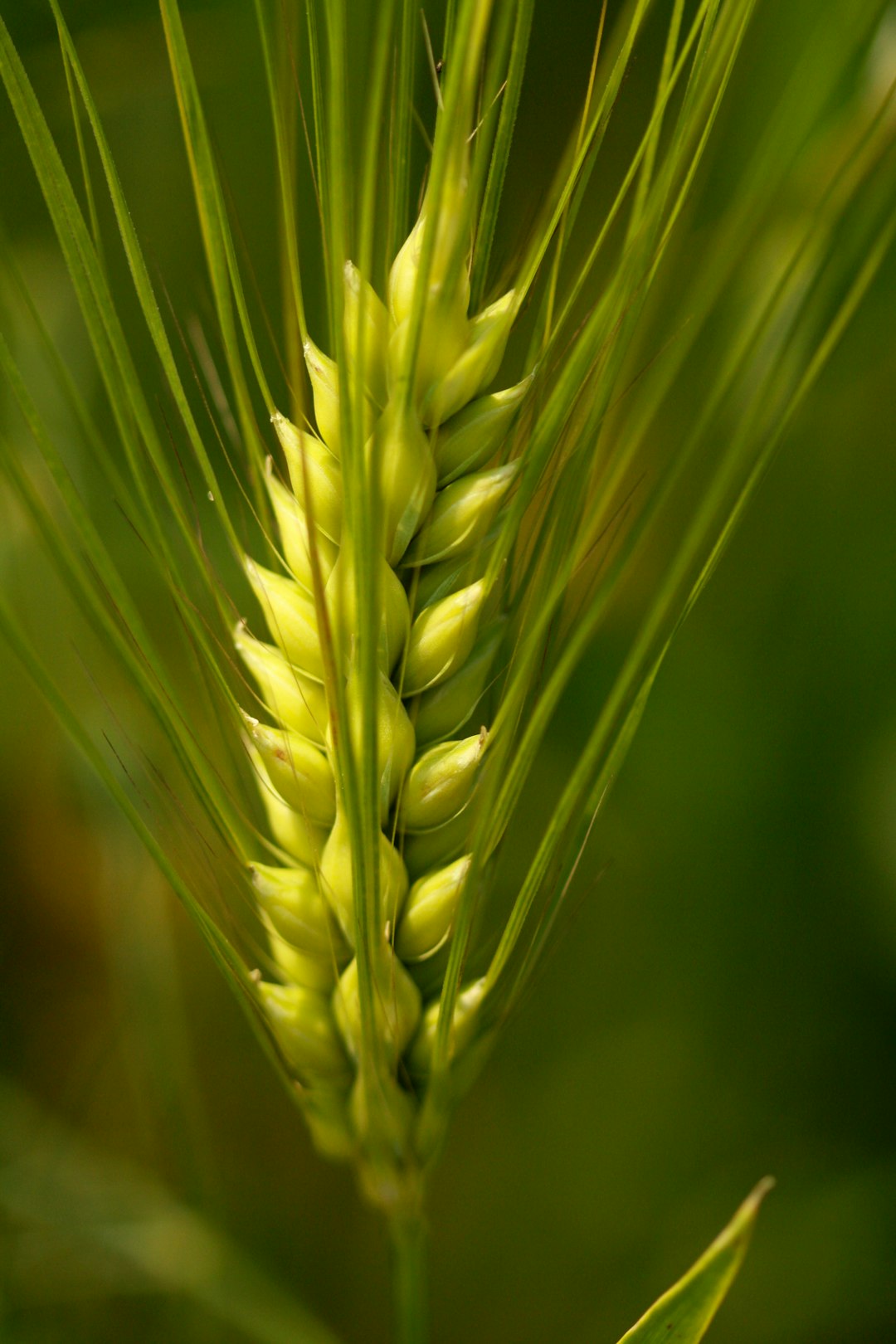 Barley: The Forgotten Grain (image credits: unsplash)