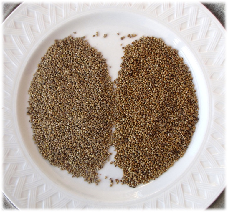 Millet: The Gluten-Free Ancient Grain (image credits: wikimedia)