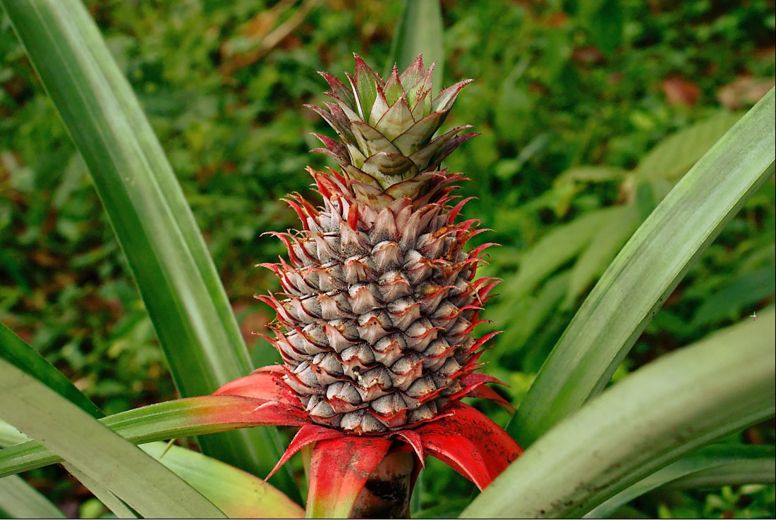 Pineapple: A Tropical Hydration Delight (image credits: wikimedia)