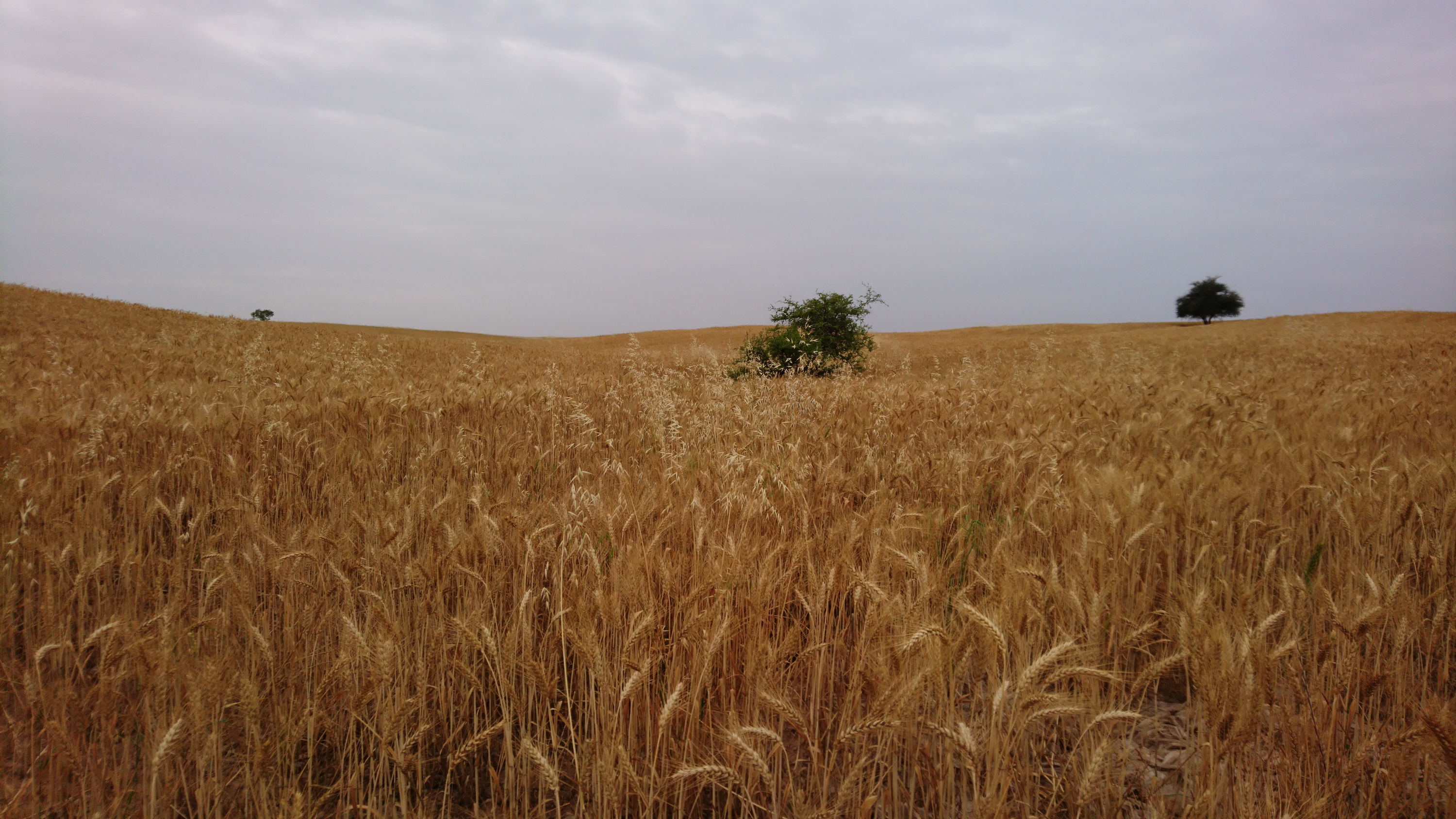 Reviving Wheat in the Great Plains (image credits: wikimedia)