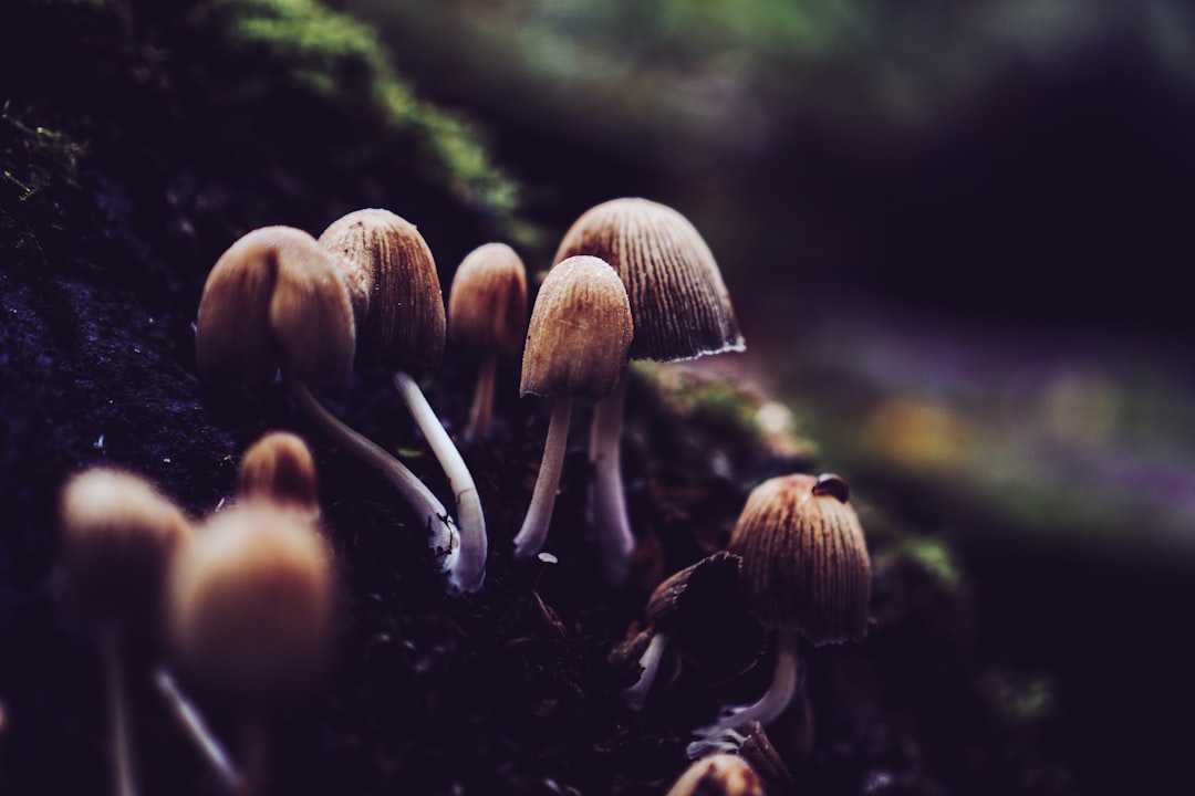 From Forest to Fork: Sourcing Functional Mushrooms (image credits: unsplash)