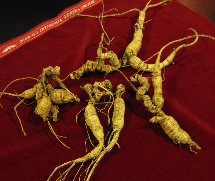 Ginseng: Rooted in Vitality (image credits: wikimedia)