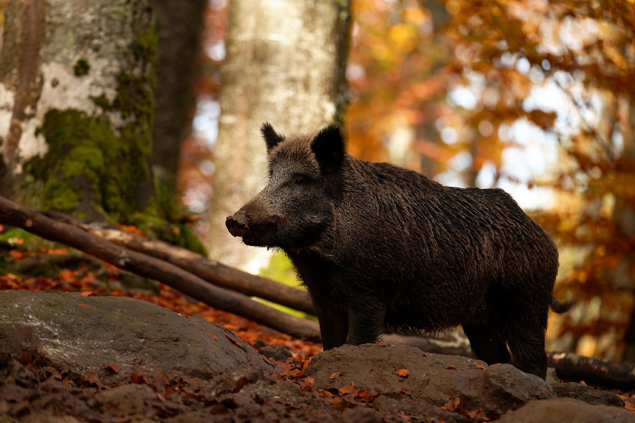 Wild Boar: A Flavorful Delight (image credits: pixabay)